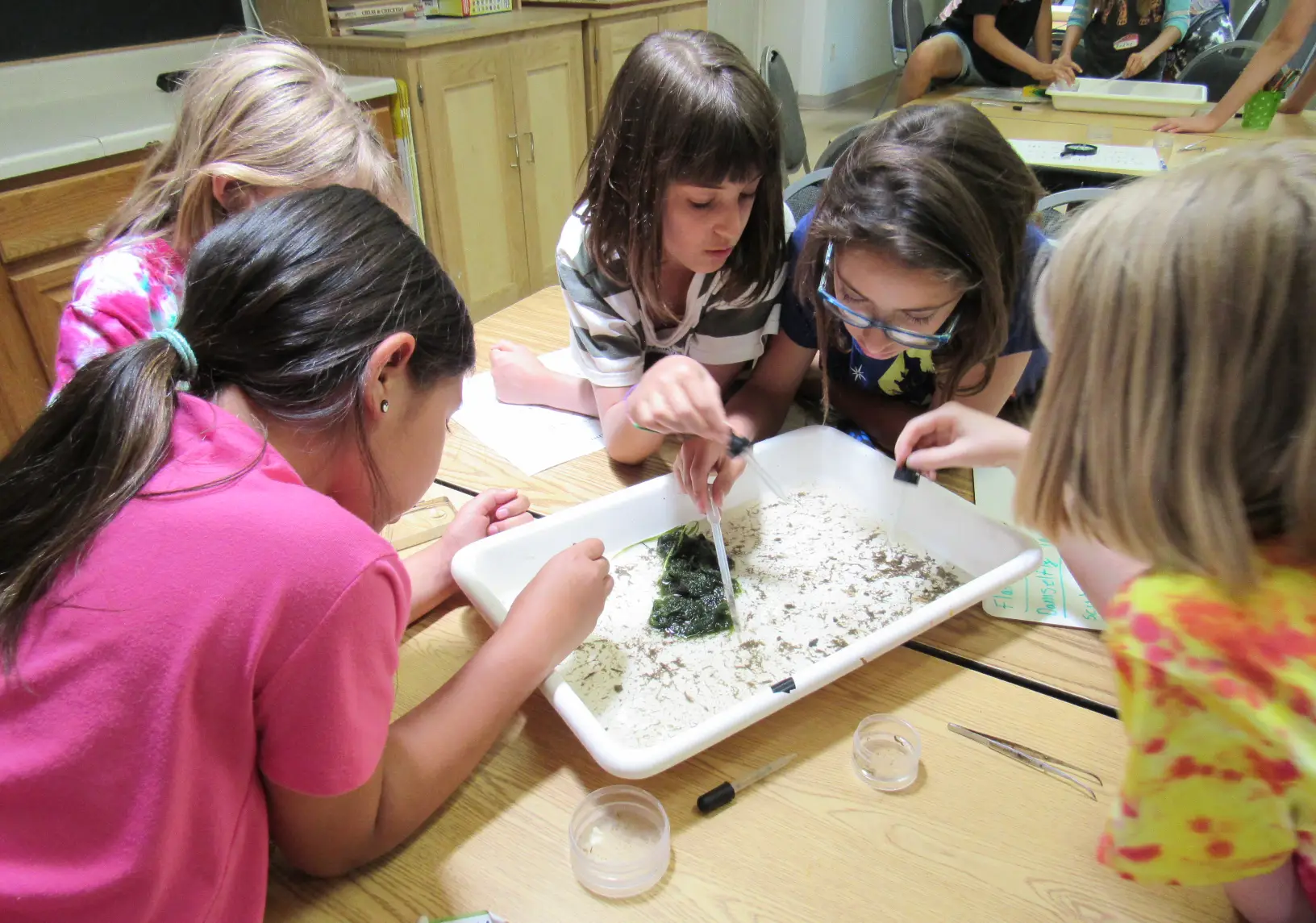 Campers use pipettes to pick up and study macroinvertebrates from Santa Fe River water.